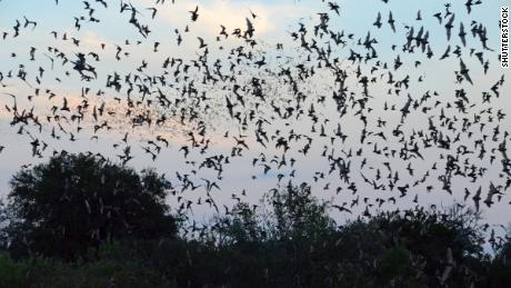 The National Weather Service spotted a giant bat colony on its weather radar