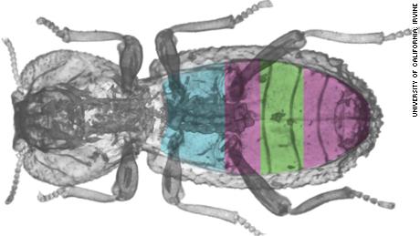 A CT scan of the diabetic Ironclad Beetle shows how its limbs are placed under a super hard exoskeleton. 