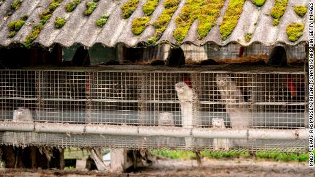 Mink appears on a farm in Gijol, northern Denmark, on October 9, 2020.