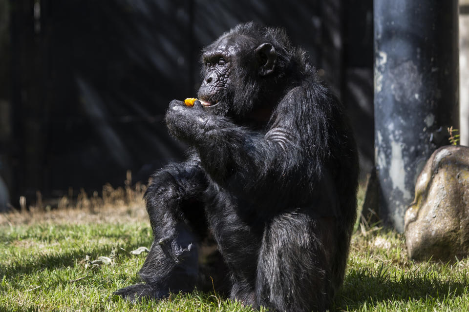 The pita was ignored by other chimpanzees (Alejandro Martínez Velez/Europa Press via Getty Images)