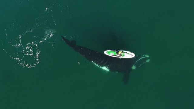 whale passes under a woman on a board