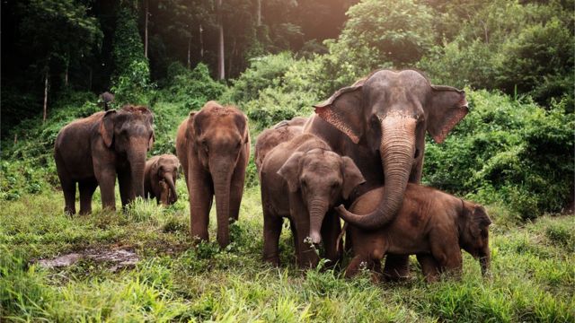 six elephants in the forest