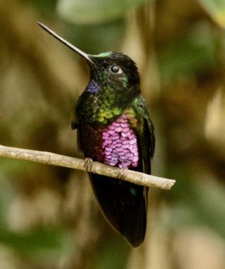 Blue-throated Starfrontlet. A high-altitude Andes hummingbird found only above 2000m in Colombia and just across the border in Venezuela