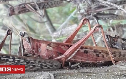 Argentina and Brazil crops threatened by locust swarm
