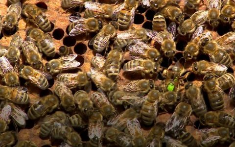 A Bee C: Scientists translate honeybee queen duets