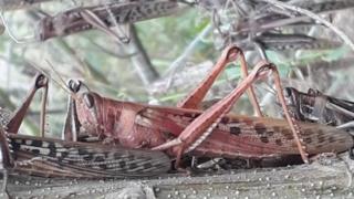 A locust is seen on a plant, in Gran Guardia, Formosa, Argentina 1 June 2020
