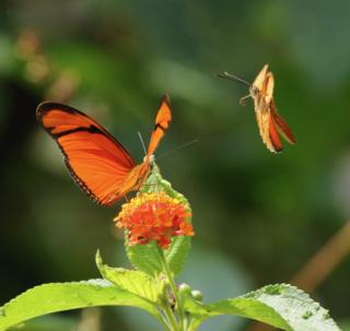 Julia heliconian butterflies, Dryas iulia, feeding on nectar
