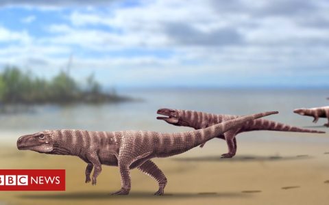 Fossil tracks left by an ancient crocodile that 'ran like an ostrich'