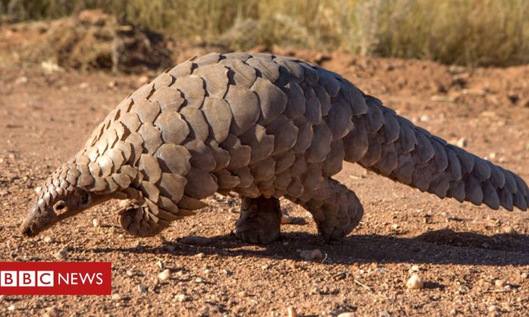 Hope for pangolins as protection boosted in China