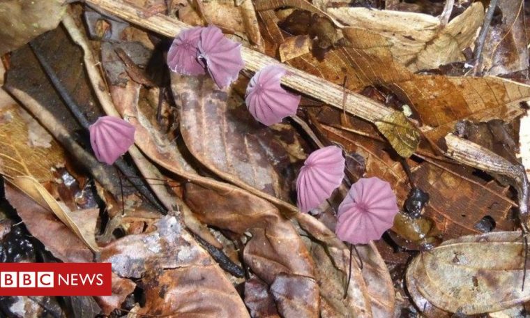 How one teaspoon of Amazon soil teems with fungal life
