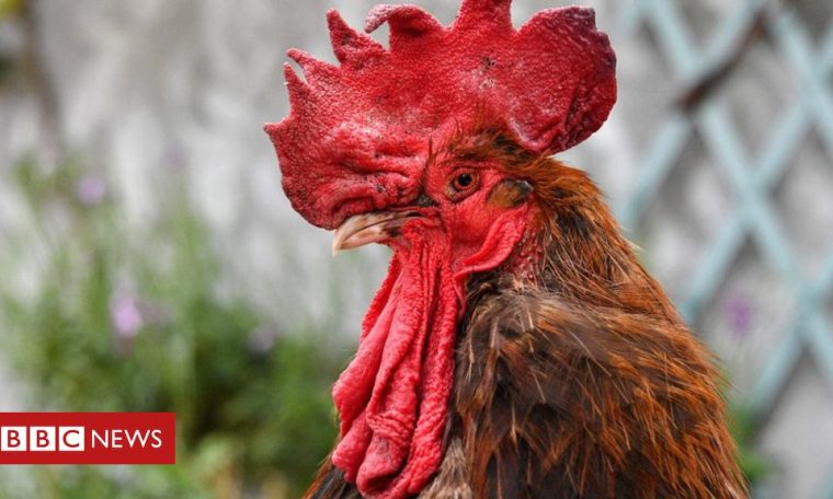 Maurice the noisy French cockerel dies aged six