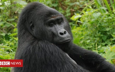 Rafiki, Uganda's rare silverback mountain gorilla, killed by hunters