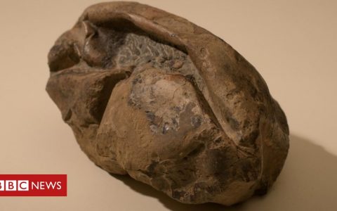 Mystery egg likely belonged to giant sea reptile, scientists say