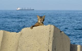 A cat is pictured at the sea front promenade before a curfew imposed by authorities to prevent the spread of the COVID-19 coronavirus in the Bab el-Oued district of Algeria's capital Algiers on June 29, 2020.