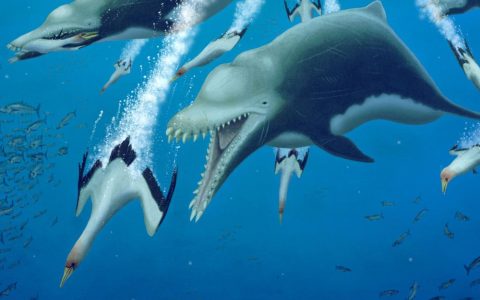 An extinct giant dolphin was more like a killer whale, study finds
