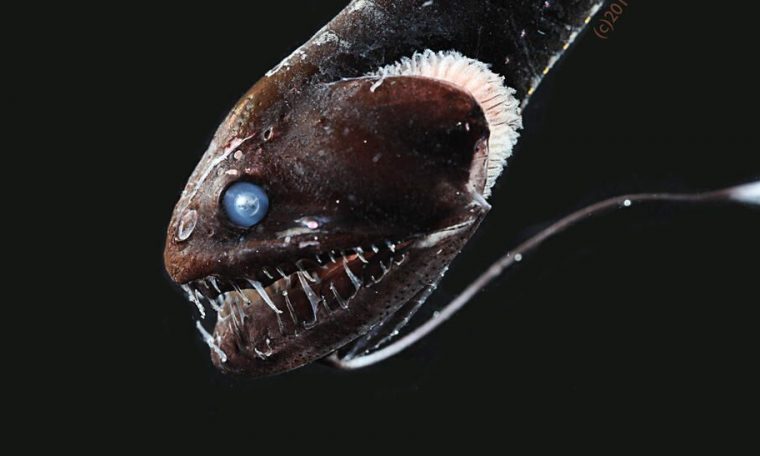 Ultra-black nightmare fish reveal secrets of deep ocean camouflage