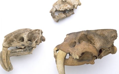 How a Saber-Tooth Marsupial Blinded Us With Its Bite