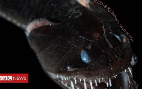 Scientists shed light on how the blackest fish in the sea 'disappear'