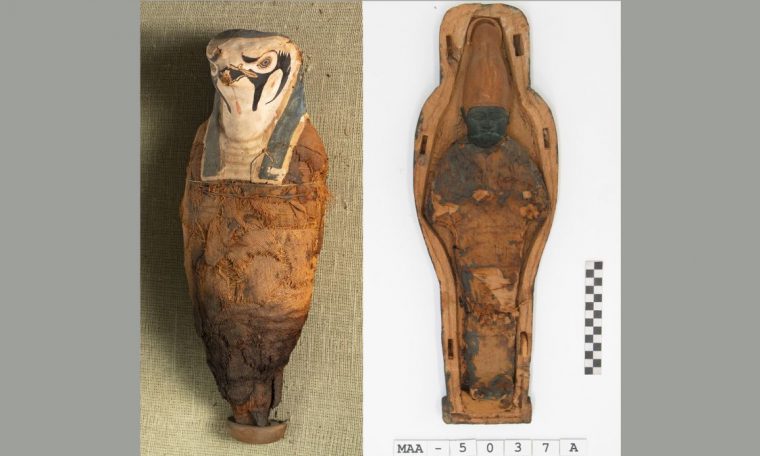 Little ancient Egyptian mummies hold surprises inside … and they aren't human