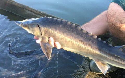 They were trying to save a species. Instead, they created a fish that's part sturgeon, part paddlefish, all accident