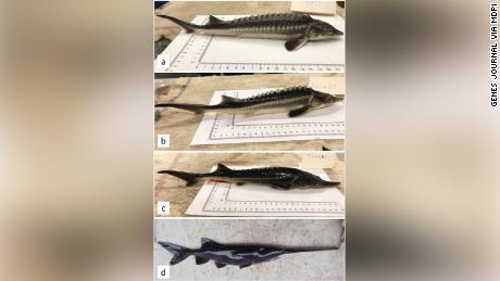 The &quot;sturddlefish&quot; hybrids vary in their resemblance to their parent sturgeon, but most of them have the same ridged back and short snout. 
From J. Kaldy, A. Mozsar, G. Fazekas, M. Farkas, D. Lilla Fazekas, G. Lea Fazekas et al./&quot;Genes&quot; 