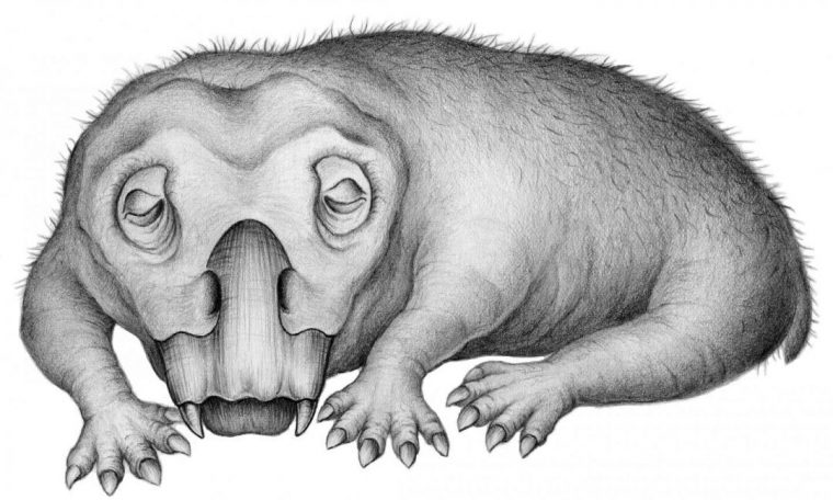 250M year-old creature with elephant-like tusks, turtle-like beak hibernated to survive, study finds