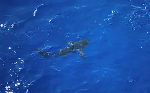 Coast Guard Watch opens fire on shark to protect crew in the water