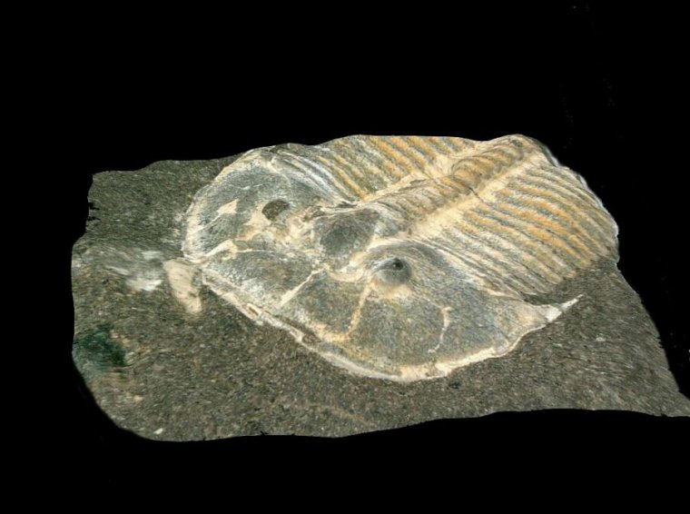 Fossil of a prehistoric arthropod.
