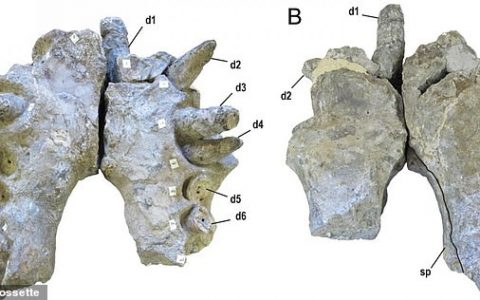Palaeontologist examined fossilized jaws belonging to a number of Deinoschus, revealing the beasts had teeth 'the size of bananas' with crushing power to take down even the largest dinosaurs