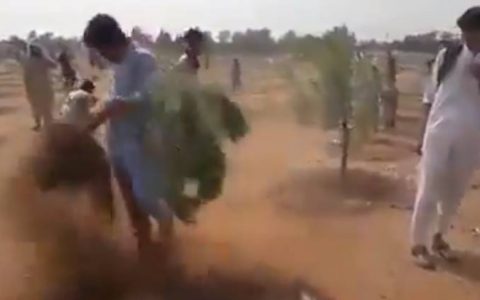 Why Pak men in this viral video uprooted saplings after Imran Khan’s call to plant trees