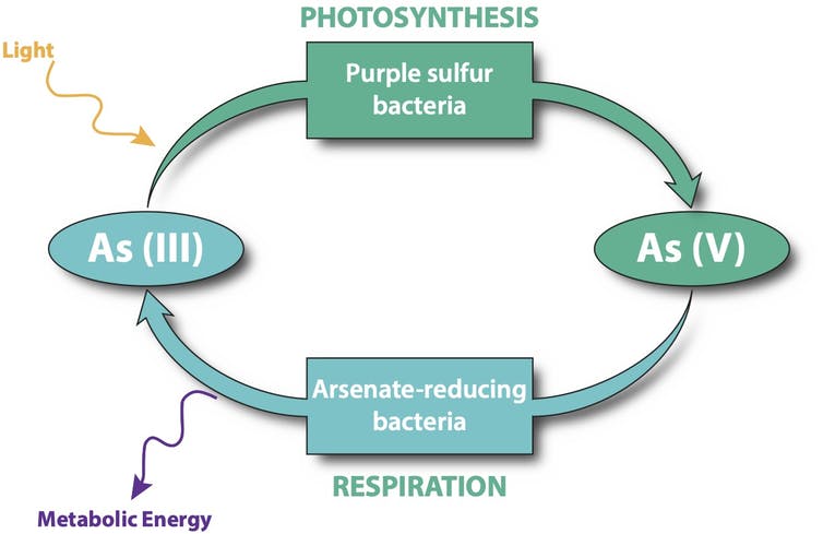 An illustration showing how photosynthesis and arsenic in oxygen can replace oxygen.