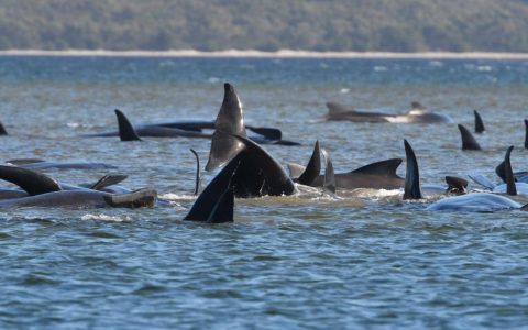 Australian pilot whales: Tasmanian authorities rush to rescue hundreds of stray animals