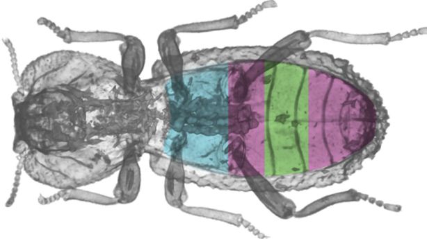 Ironclad beetle that survives car accident inspires tough materials