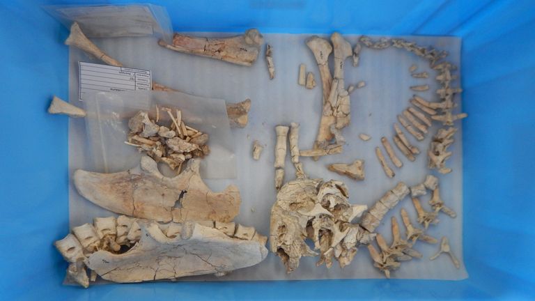 Unwanted handout photo of bones from a newly discovered species of talkative, two-fingered dinosaur named Oscoco Averson.  A team from the University of Edinburgh has discovered several complete skeletons of new species in the Gobi Desert of Mongolia.