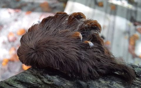 Pussy caterpillars with 'hot knife-like' stings are changing all over Virginia