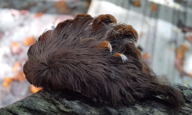 Pussy caterpillars with 'hot knife-like' stings are changing all over Virginia
