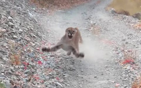 This video of a cougar beating up a man is absolutely horrible - BGR