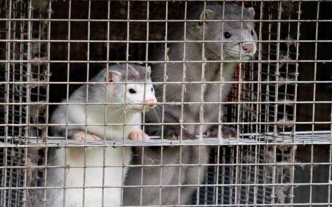 Denmark's Mink Kovid crisis worsens  This is what it means