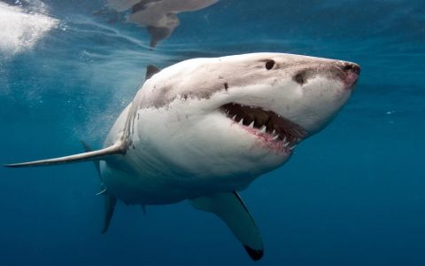Shark Attack: Killing a Man at Cable Beach in Western Australia