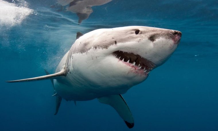 Shark Attack: Killing a Man at Cable Beach in Western Australia