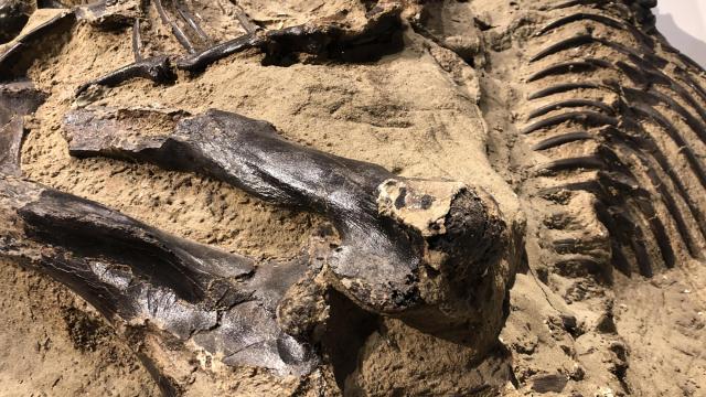 T.  Rex leg bones and rib cage
