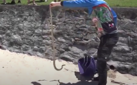 Approximately 2 meters of brown snake appears on Australian beach and defies Captainry