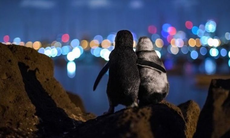 Award winning photo of widow penguin that looks relaxed in the light of the city