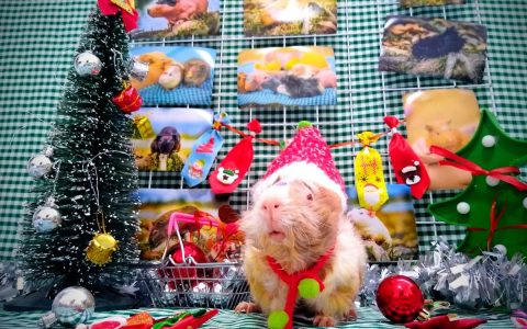 Breeders do Christmas photo shoots with guinea pigs and parrots.  Piawi