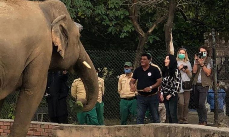 Charan helps Kavan, a lone elephant, find new life after 35 years, and maybe even love