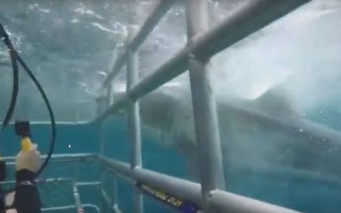 Great white shark bumps against cage with divers in Australia