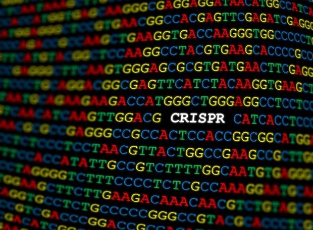 Researchers have promised to address the problem of unwanted changes to CRISPR-Case 9