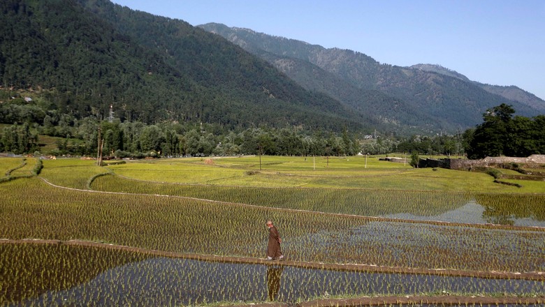 Agri-rice-plantation-India (Photo: Danish Ismail / Reuters)
