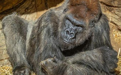 Gorilla treated with synthetic antibodies exceeds Kovid-19