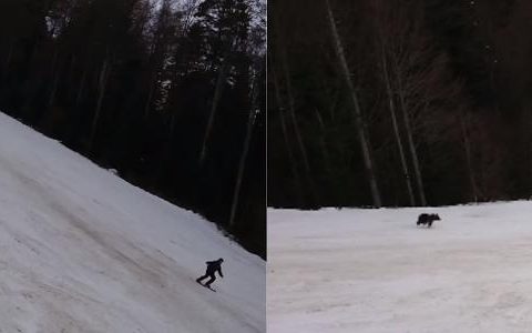 The skier is chased by a bear and survives the attack